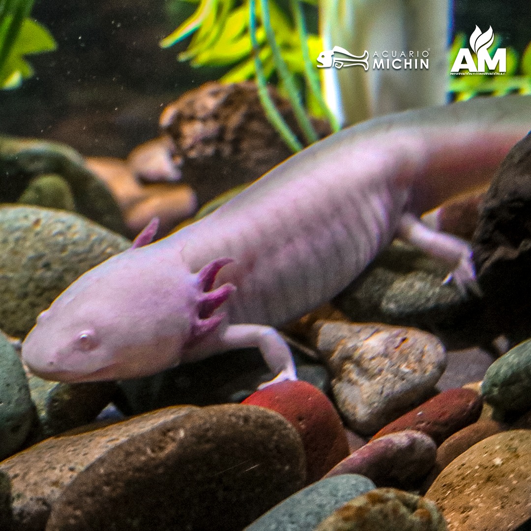 Ajolote mexicano en Acuario Michin Guadalajara