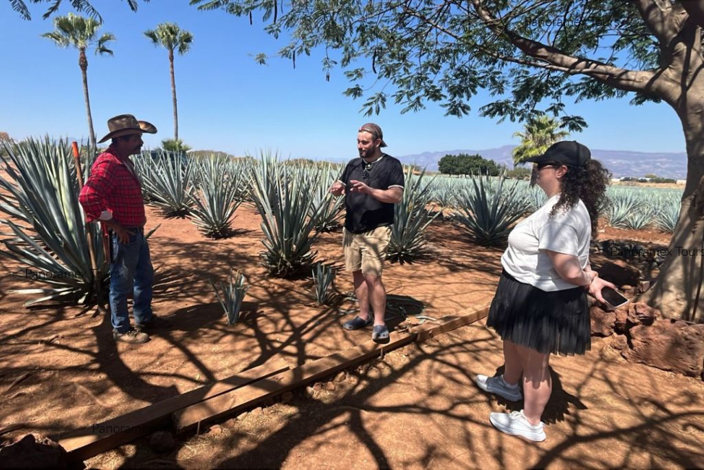 Trabajo en los campos de agave para hacer el Tequila
