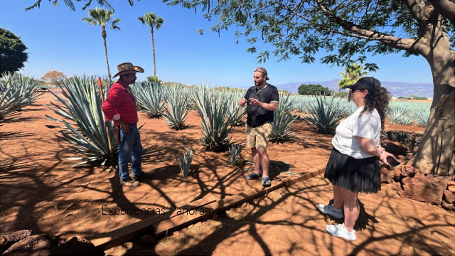 Los Mejores Tours a Tequila Jalisco desde Guadalajara